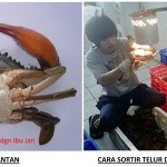 CARA-SORTIR-TELUR-DAN-JANTAN-1-150x150