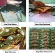 Kepiting-Hijau-1024x882-150x150
