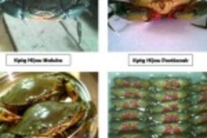Kepiting-Hijau-1024x882-150x150