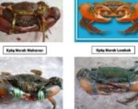 Kepiting-Merah-1024x850-150x150