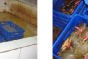 proses-sortir-kepiting-150x150